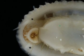 Media type: image;   Malacology 393853 Description: live specimen;